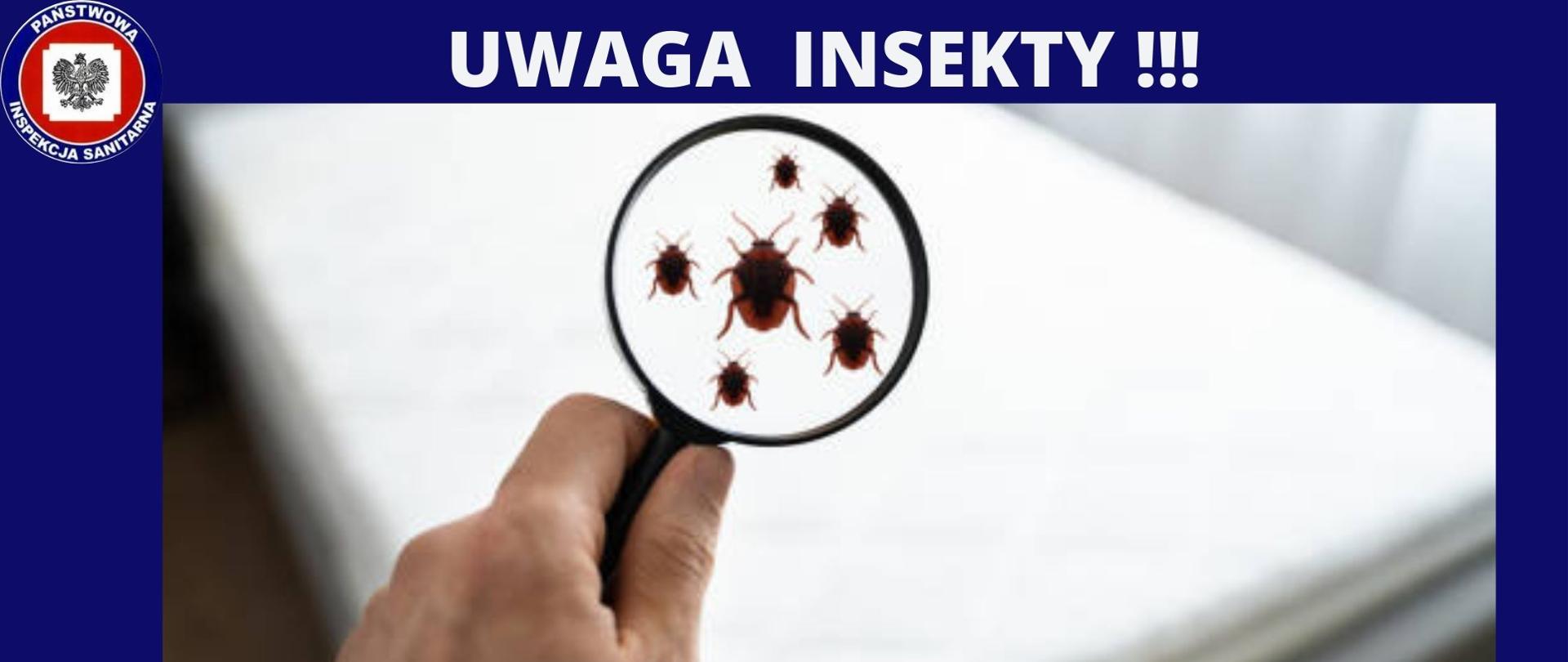 UWAGA INSEKTY !!!- POWIEKOSZONE ROBAKI POD LUPOM