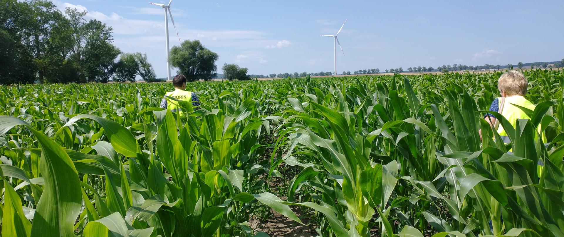 Inspektorzy WIORiN przebywający polu kukurydzy