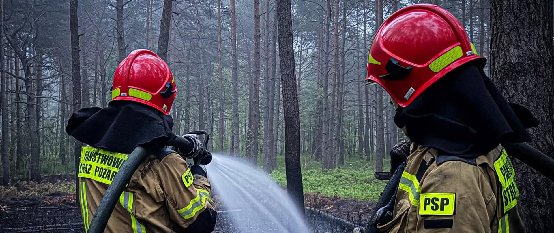 Dwóch strażaków Państwowej Straży Pożarnej prowadzi działania gaśnicze na terenie lasu po pożarze poszycia. Jeden z ratowników podaje prąd wody z linii gaśniczej na dogaszane pożarzysko, drugi asekurując obserwuje teren. W tle widoczne są wysokie drzewa oraz ślady po przejściu ognia na leśnym podłożu. Strażacy ubrani są w specjalistyczne ubrania ochronne i czerwone hełmy.