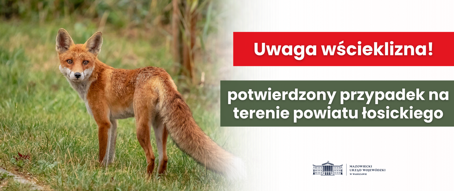 Wścieklizna w powiecie łosickim. Ważne zasady dla mieszkańców