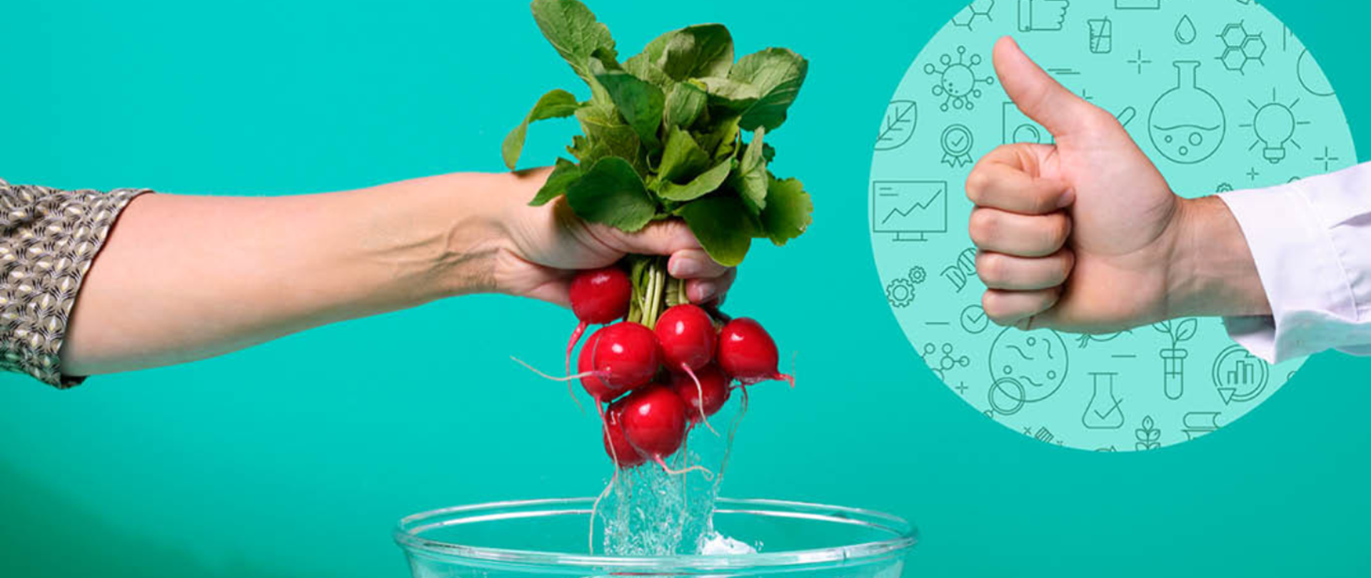 Na zielonym tle ręce dwóch osób, jedna podaje pęczek rzodkiewki druga ma kciuk wyciągnięty w górę.