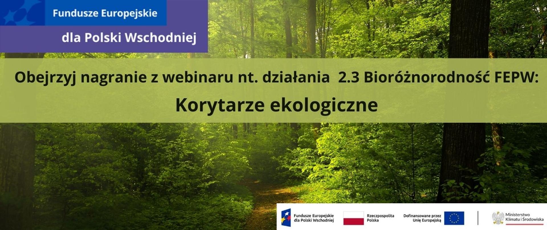 Las liściasty, który przecina ścieżka. Z lewej strony padają promienie słoneczne. Na środku napis: Obejrzyj nagranie z webinaru na temat działania 2.3 Bioróżnorodność z programu Fundusze Europejskie dla Polski Wschodniej (typ projektu: Korytarze ekologiczne). Na dole grafiki logotypy unijne. W prawym górnym rogu logotyp programu Fundusze Europejskie dla Polski Wschodniej