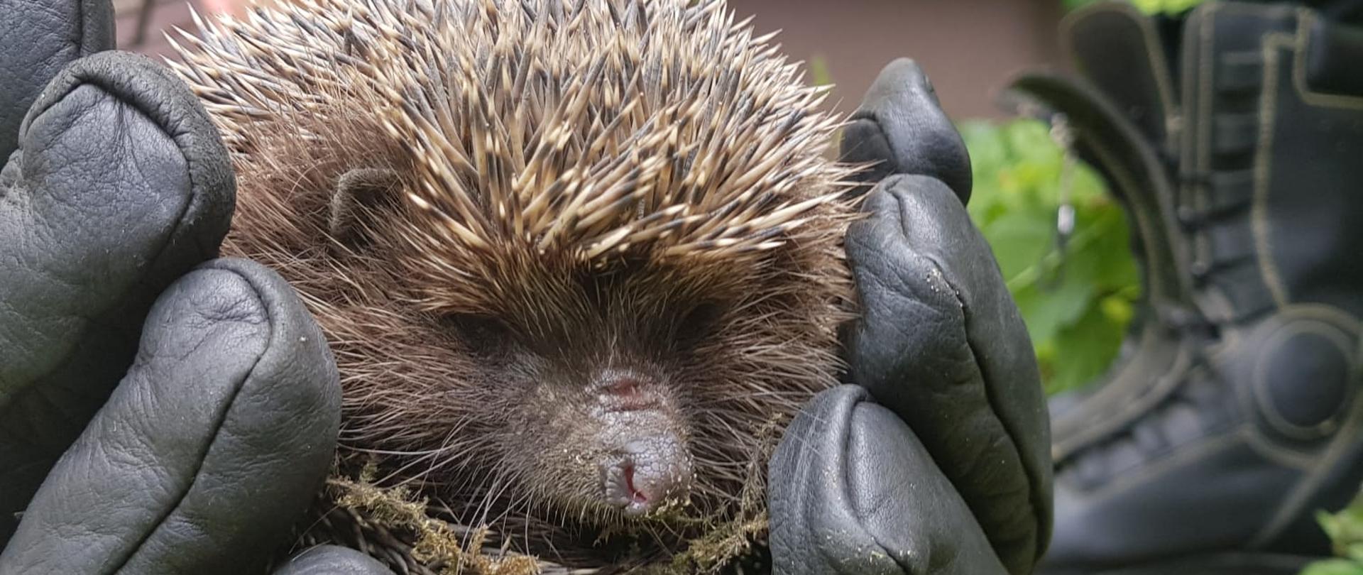 Na zdjęciu widać strażaka trzymającego w rękawicach jeża wyciągniętego z wykopu ziemnego. Obok niego widać nogi stojącego kolejnego strażaka. Z tyłu widać elewację budynku i metalową kratę. 