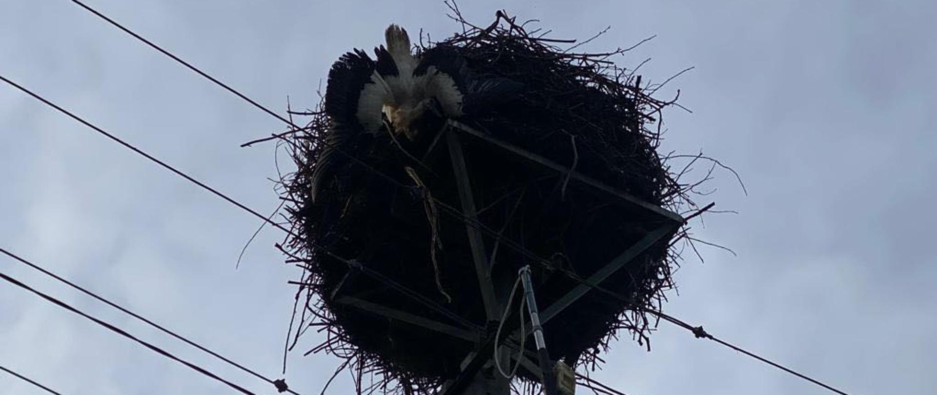 Bocian zwisający z gniazda