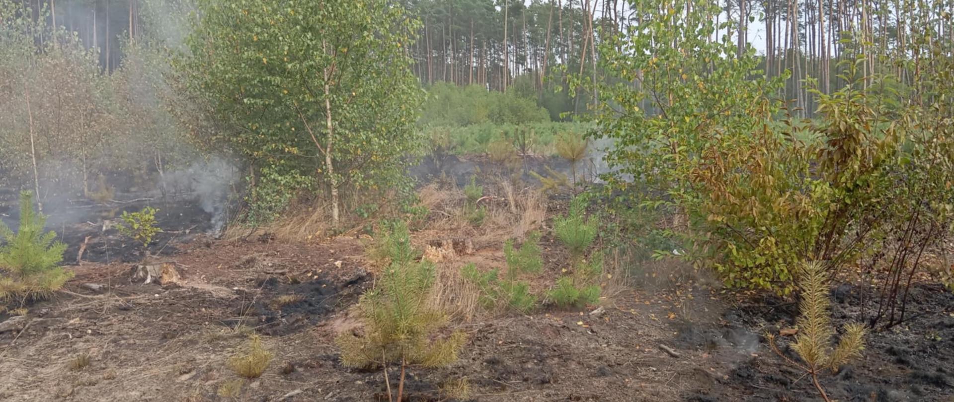 Widać dym za drzewkami, spalone poszycie leśne