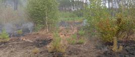 Widać dym za drzewkami, spalone poszycie leśne