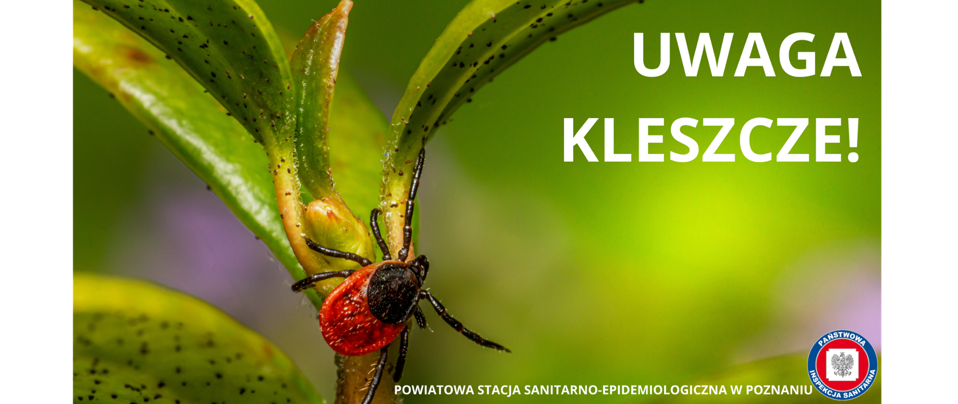 Kleszcz na roślinie