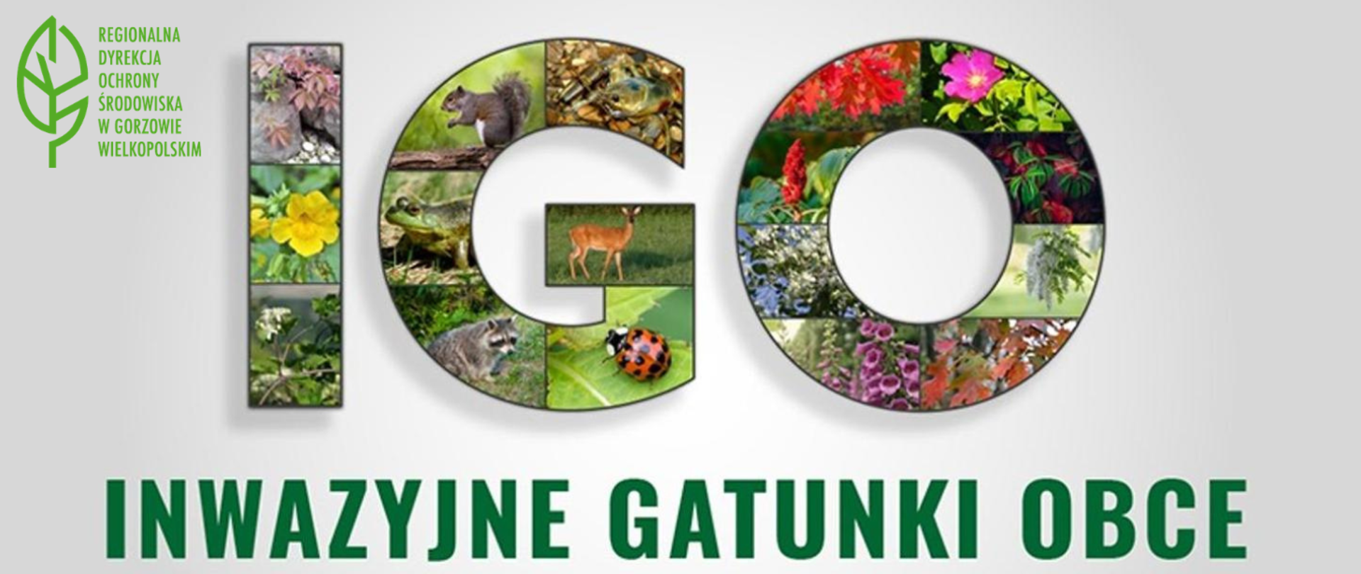 Na środku planszy napis IGO ułożony z kolorowych zdjęć roślin i zwierząt. Pod spodem zielony, rozwinięty skrót: Inwazyjne Gatunki Obce.