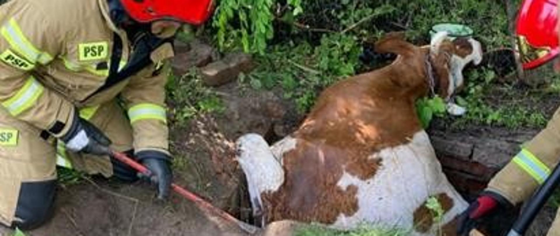 Uwieziona krowa znajduje się w studzience rewizyjnej. Strażacy przy pomocy łopat rozkopują boki studzienki.