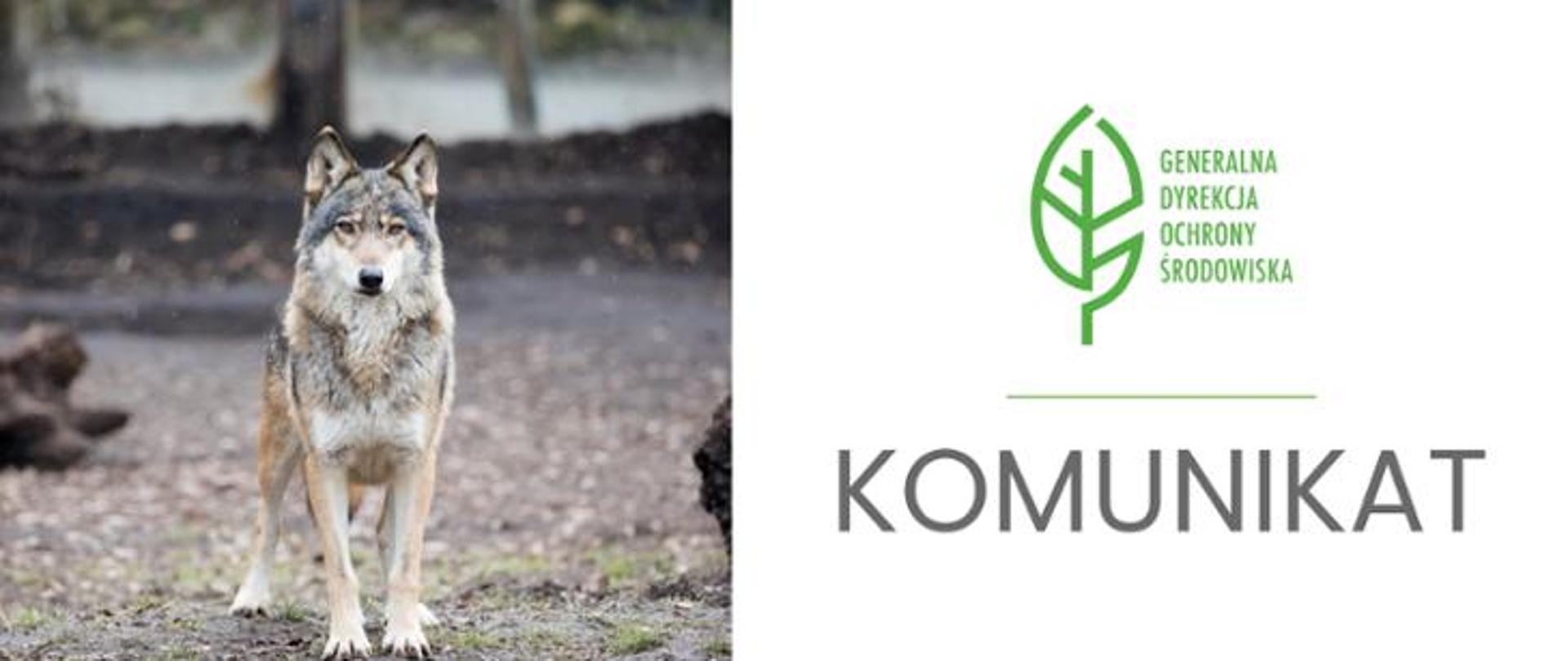 wilk_komunikat