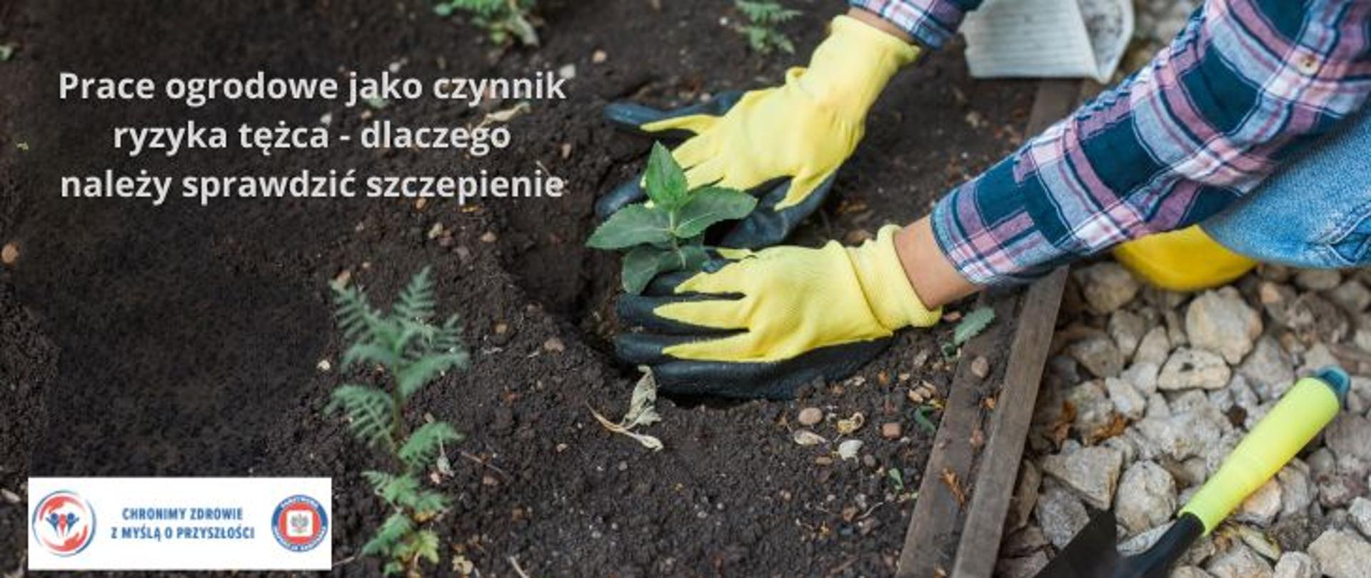 Grafika przedstawia osobę sadzącą zielone rośliny na rabacie. Osoba ubrana w koszulę w kratę w odcieniach niebiesko-fioletowych i niebieskich dżinsach. Na dłoniach żółte rękawiczki. W lewym górnym rogu jasny napis: Prace ogrodowe jako czynnik ryzyka tężca - dlaczego należy sprawdzić szczepienie. W lewym dolnym rogu logo Państwowej Inspekcji Sanitarnej wraz z hasłem Chronimy zdrowie z myślą o przyszłości. 