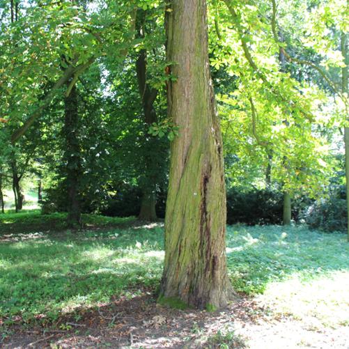 widoczny fragment parku w słoneczny letni dzień