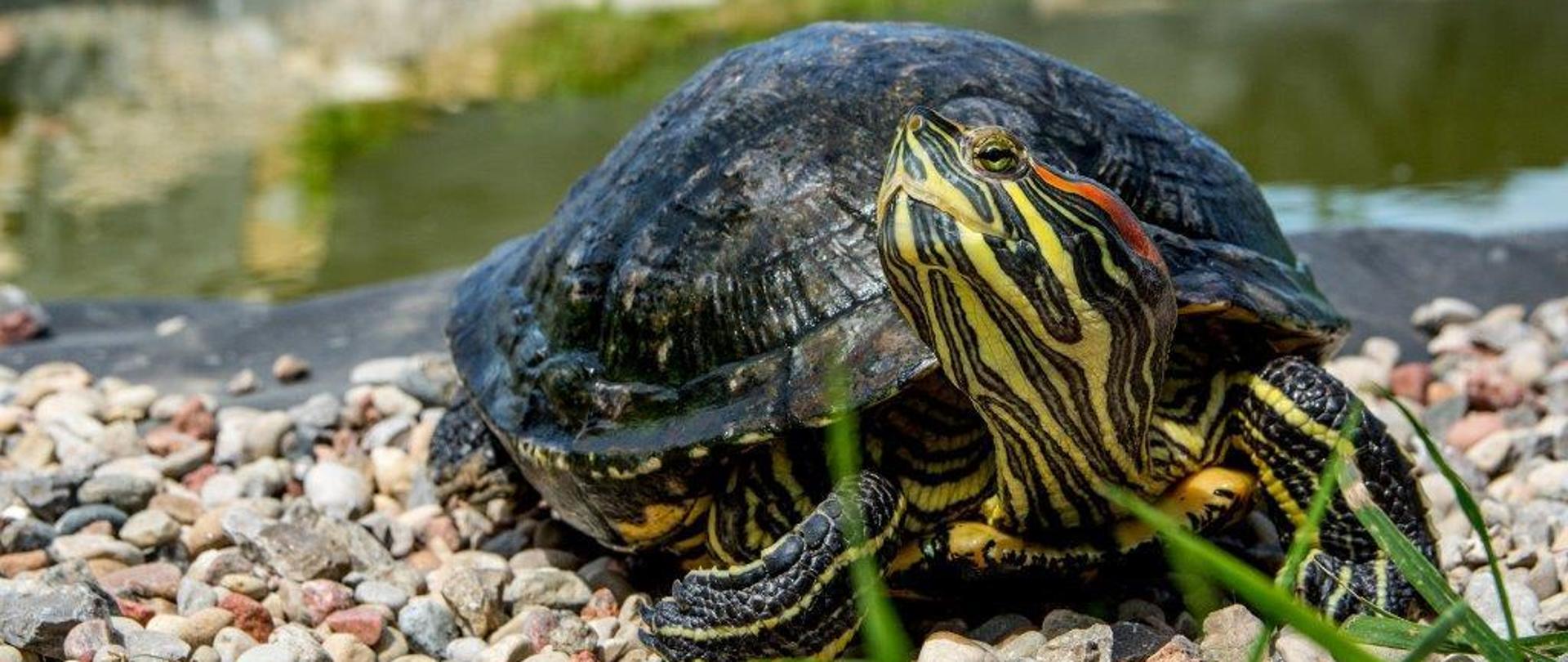 Na kamienistym podłożu stoi żółw, z czarną skorupą i żółto-czarną głową. W tle zbiornik wodny.