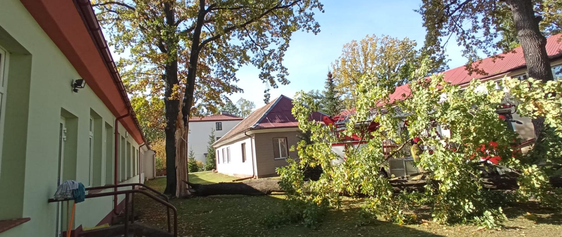 Widoczne budynki oraz złamana część drzewa, która spadła na chodnik, w tle działający strażacy wraz z podnośnikiem hydraulicznym