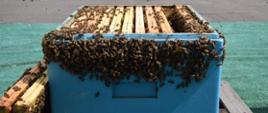Pszczoły na dachu Ministerstwa Klimatu i Środowiska