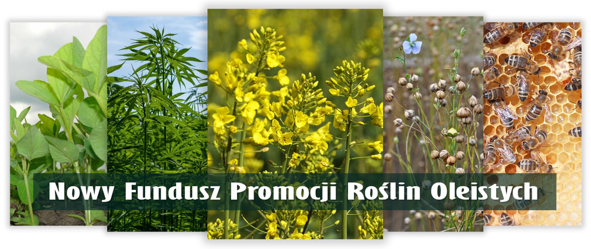 Infografika - rośliny oleiste