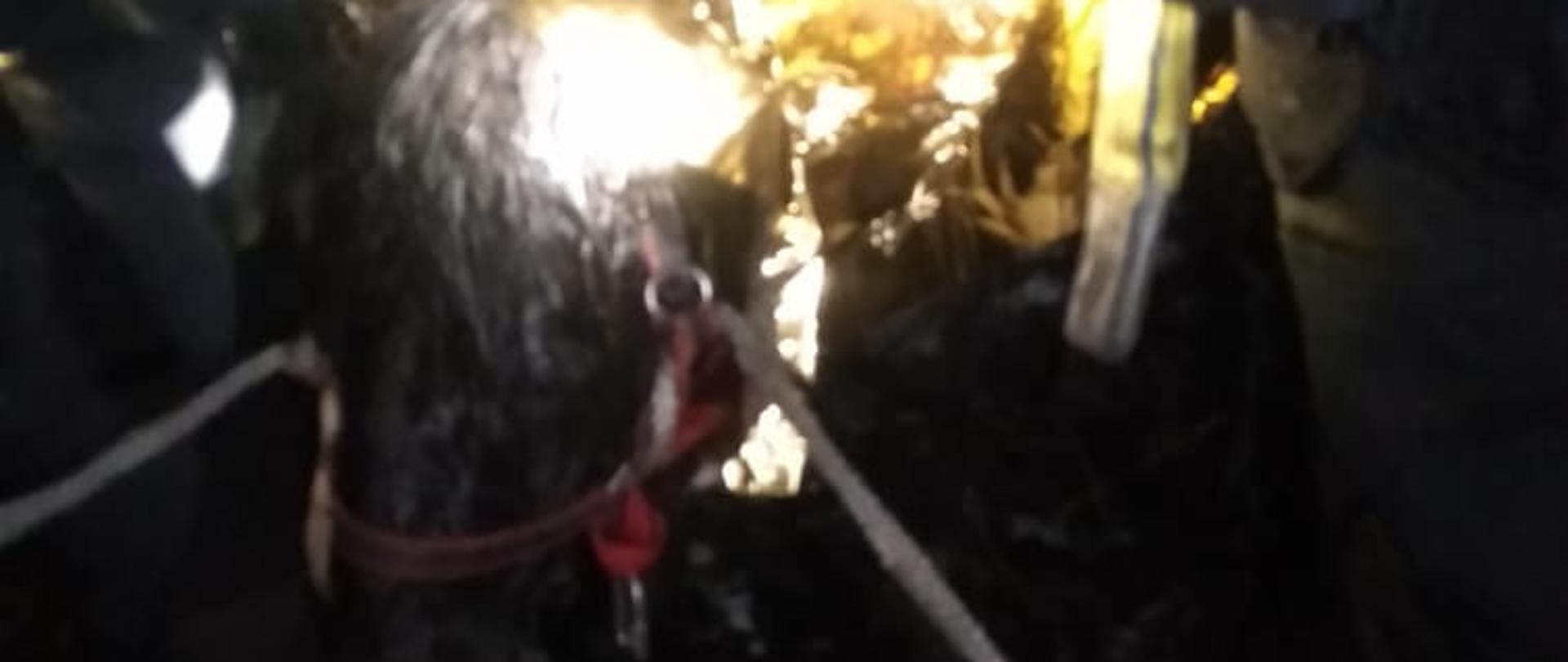 Kucyk wyciągnięty ze stawu obok strażacy 