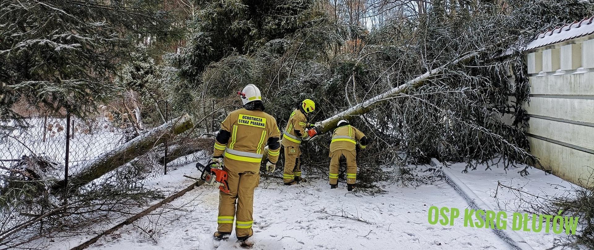 Na zdjęciu strażacy OSP Dłutów usuwają powalone w wyniku działania silnego wiatru drzewo, które upadając oparło się o płoty prywatnych posesji i jednocześnie zatarasowało drogę.