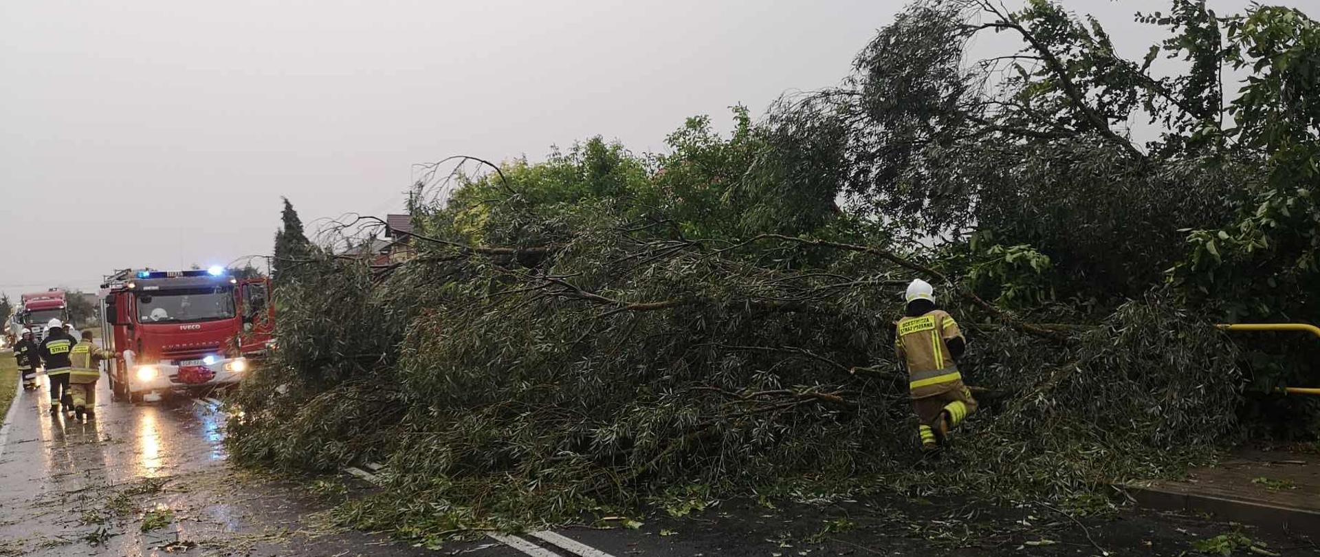 Powalone drzewo na drodze. Strażacy przecinający drzewo pilarką. W tle pojazdy pożarnicze i droga