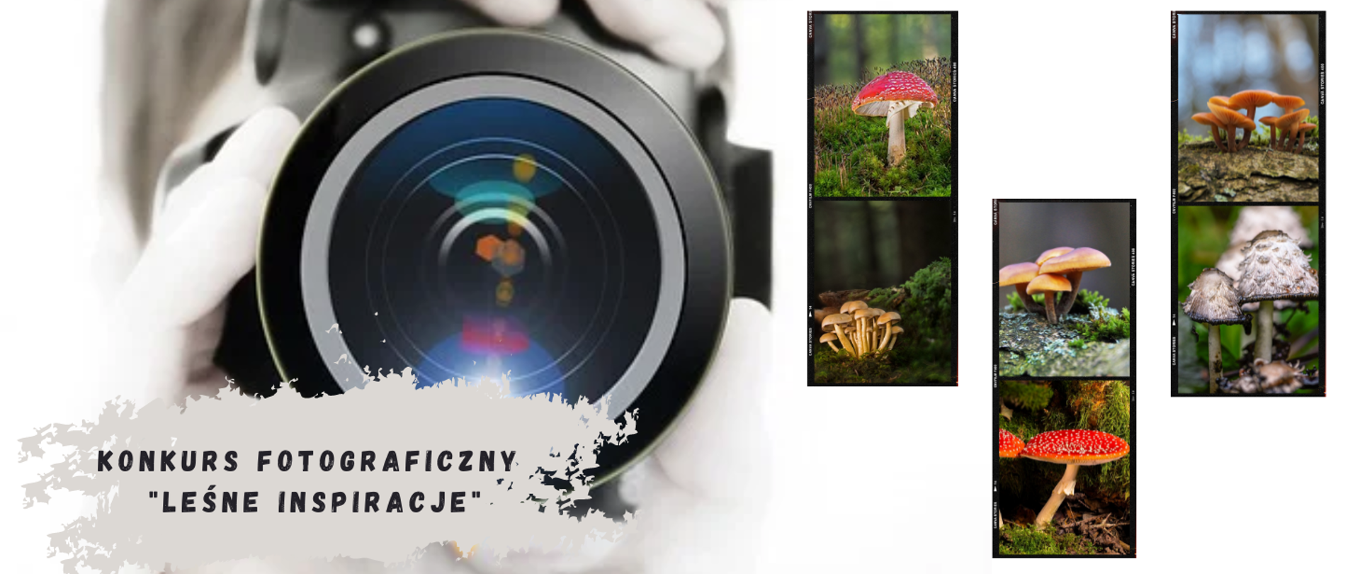leśne inspiracje