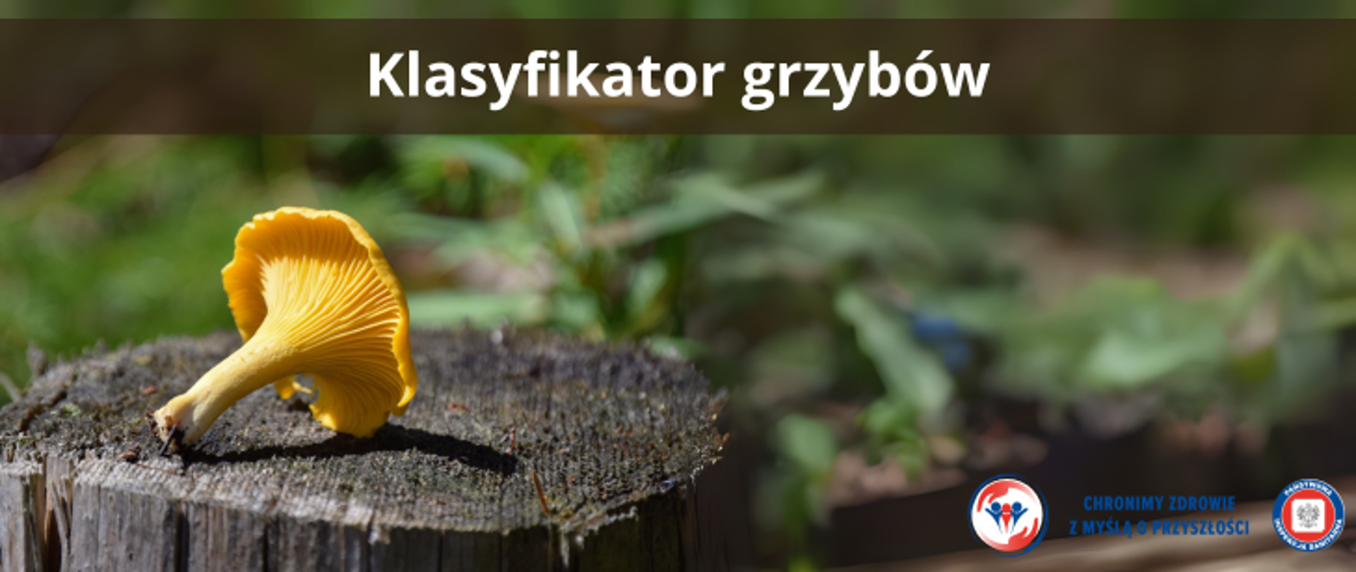 Grafika przedstawia pień ściętego drzewa na tle zielonego lasu. Na pniu leży grzyb w kolorze pomarańczowym - jest to kurka. Na samej górze zdjęcia umieszczono napis Klasyfikator grzybów. W prawym dolnym rogu znajdują się dwa logo Inspekcji Sanitarnej oraz napis Chronimy Zdrowie z Myślą o Przyszłości. 