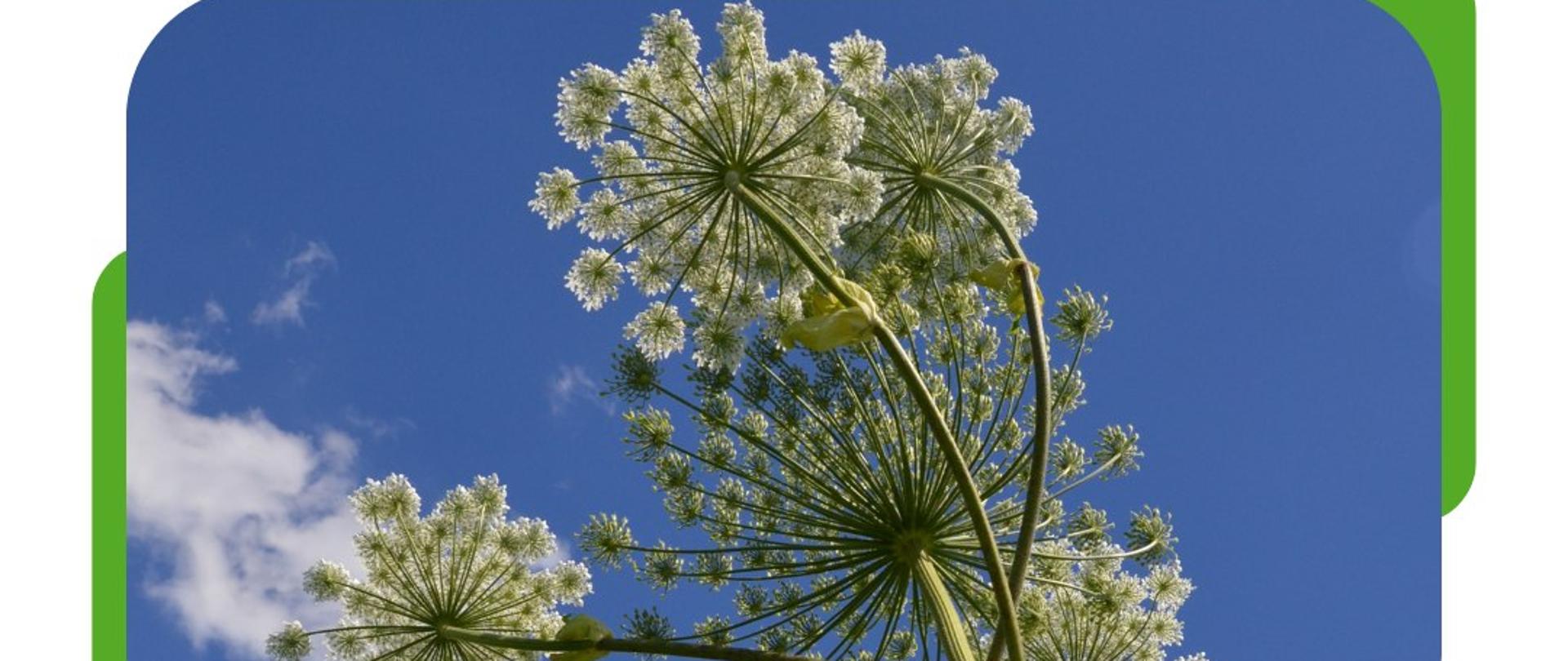 Wdrażanie Planu działań dla priorytetowych dróg przenoszenia inwazyjnych gatunków obcych