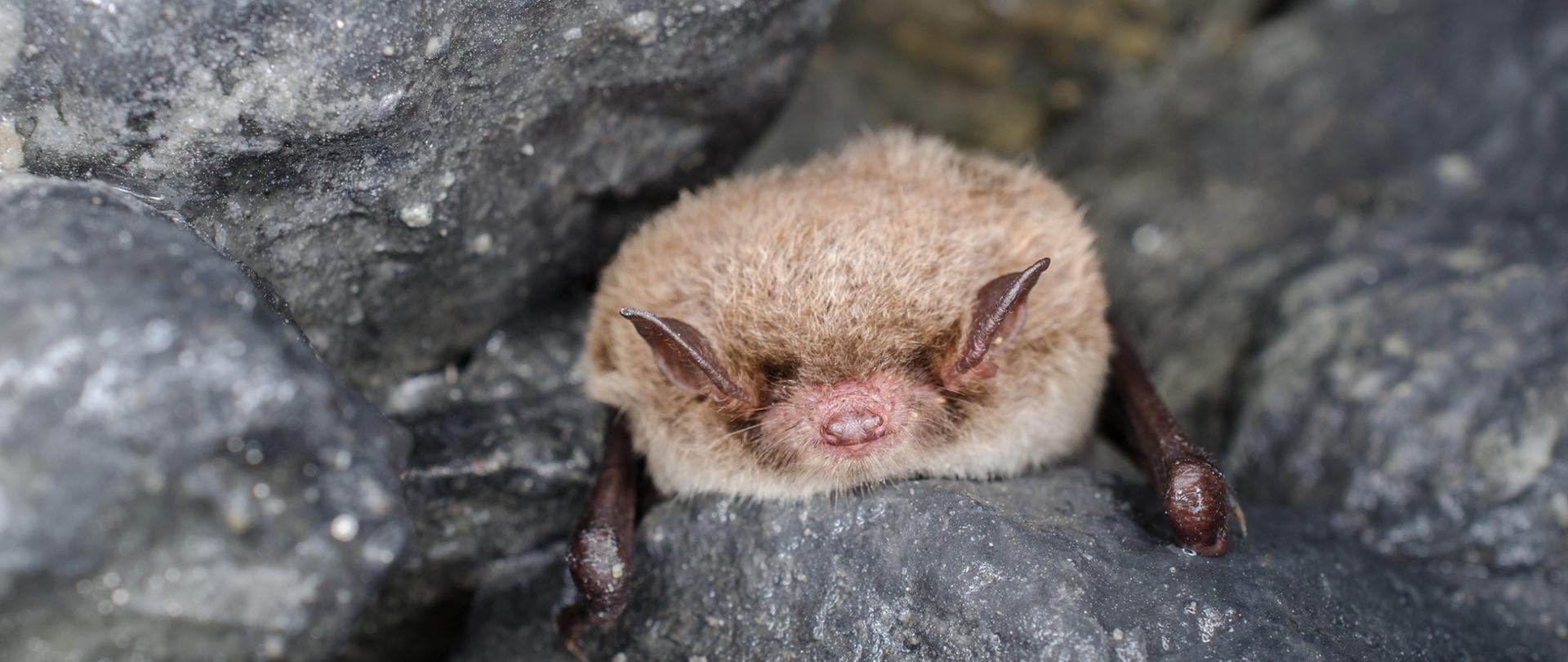 Daubenton's bat or Daubenton's myotis (Myotis daubentonii)