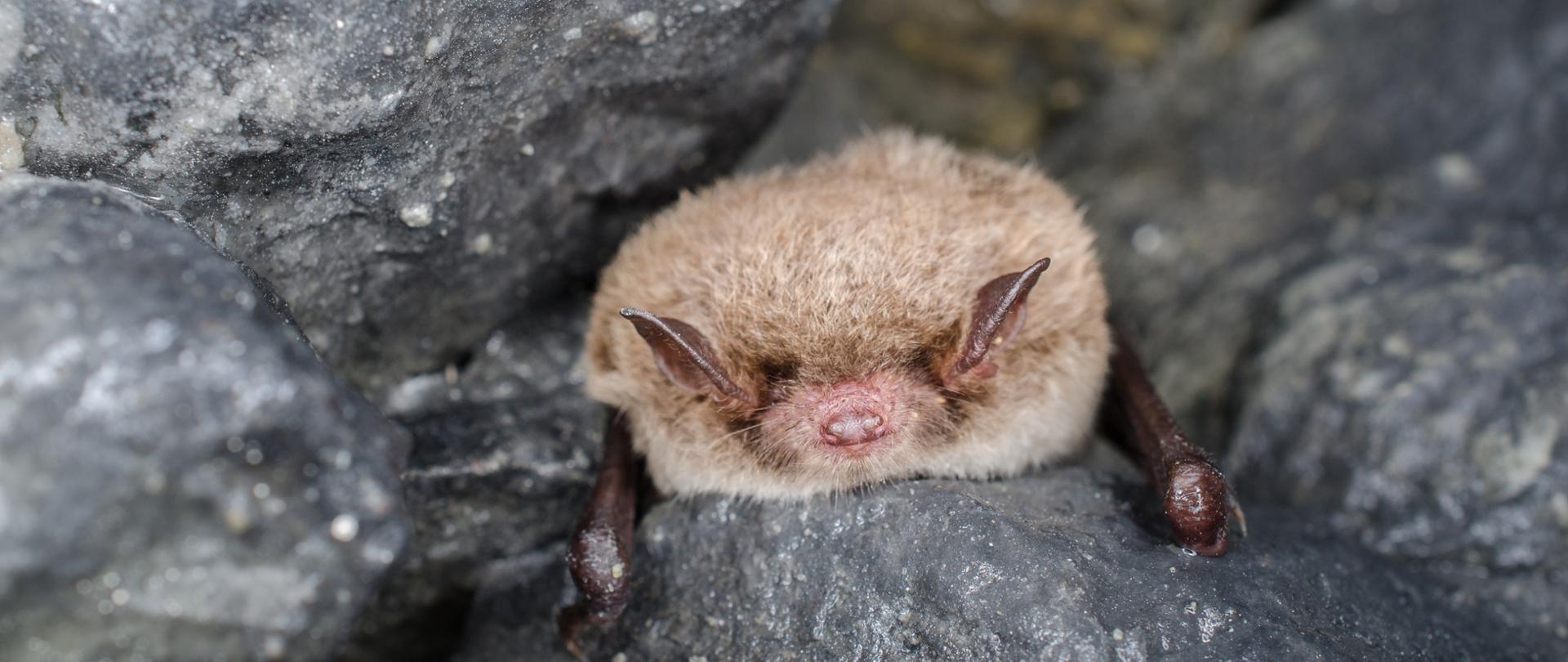 Daubenton's bat or Daubenton's myotis (Myotis daubentonii)