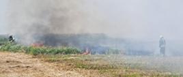 Pożar traw w okolicy miejscowości Zabiele.