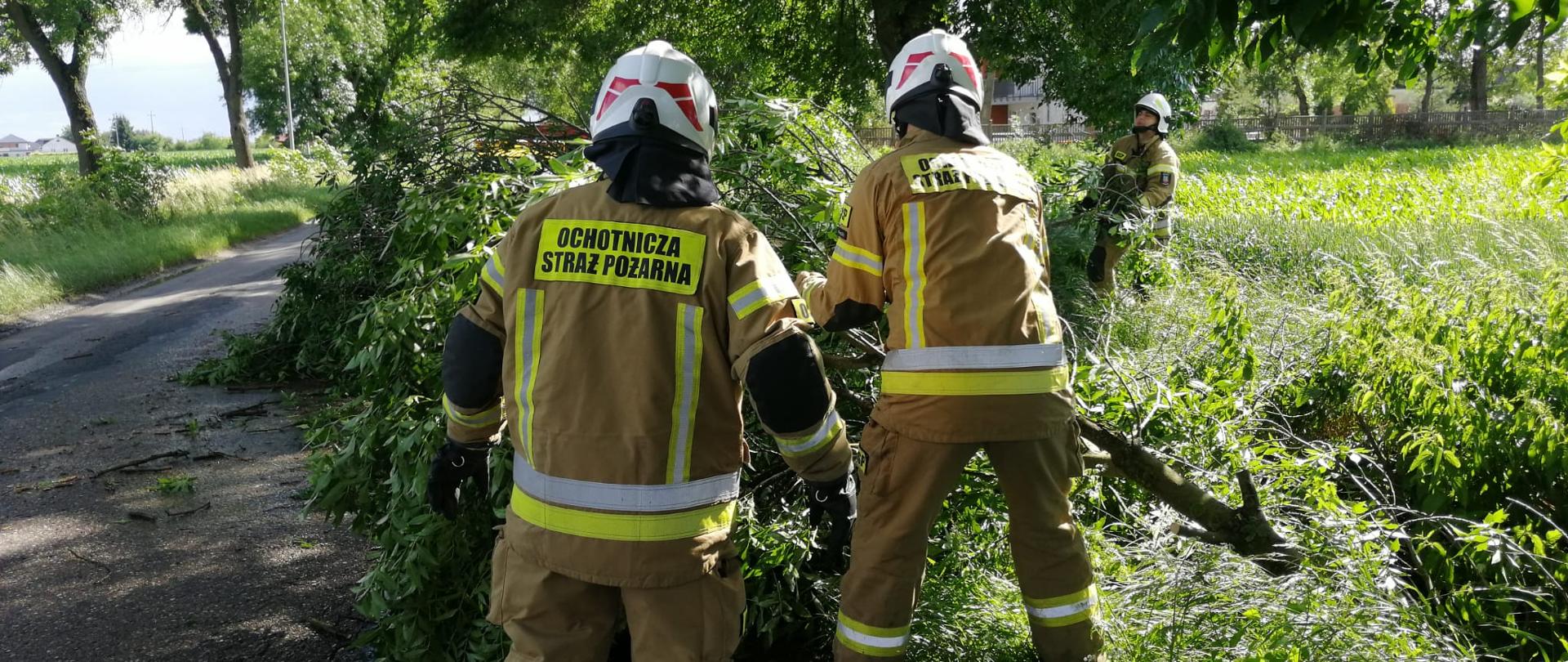 Dwóch strażaków w mundurach specjalnych usuwa powalony konar drzewa na drodze. W tle trzeci strażak z pilarką do cięcia drewna. Konar leży na drodze. Jest pogodnie.