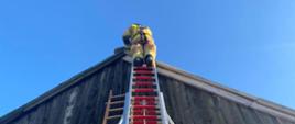 Widok z dołu na strażaka pracującego podczas zabezpiecznia uszkodzonego dachu drewnianej stodoły. Zabezpieczony szelkami asekuracyjnymi strażak stoi na drabinie i usuwa uszkodzony gąsior przy szczycie dachu