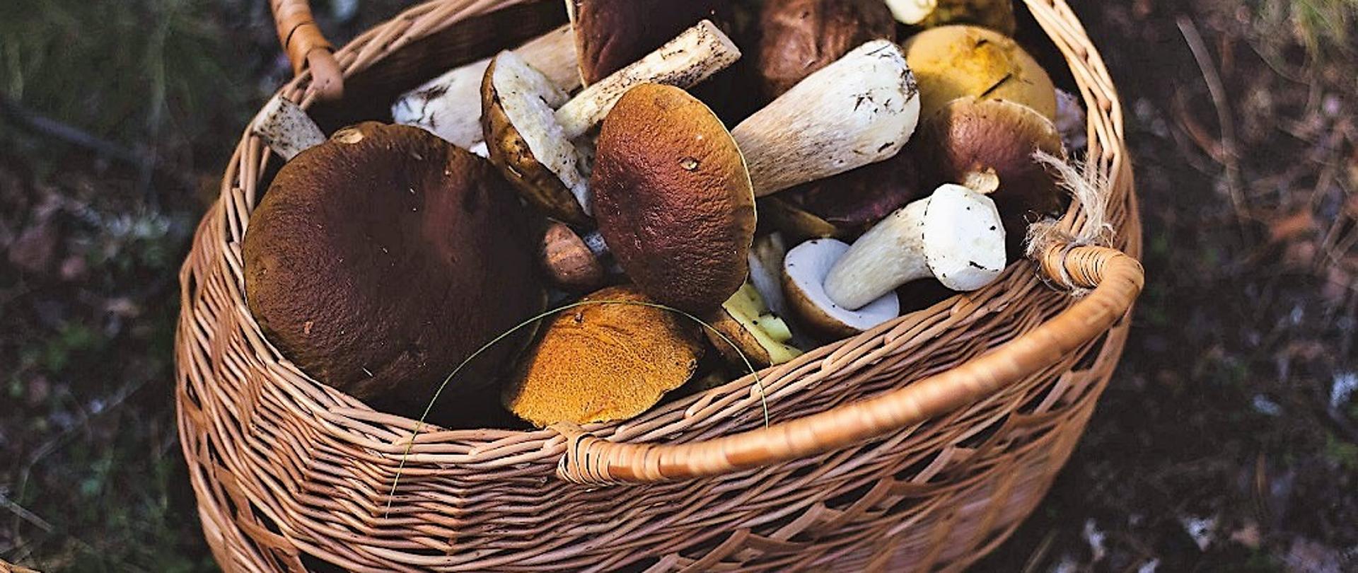 koszyk pełen grzybów stojący na leśnej polanie 