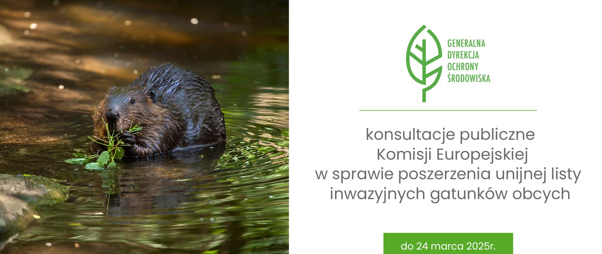 Grafika. Po lewej stronie zdjęcie bobra zanurzonego w wodzie. Jest cały mokry. W łapach trzyma jakąś roślinę. Po prawej stronie na białym tle logotyp GDOŚ (zielony liść) i napis Generalna Dyrekcja Ochrony Środowiska. Poniżej napis "konsultacje publiczne Komisji Europejskiej w sprawie poszerzenia unijnej listy inwazyjnych gatunków obcych do 24 marca 2025r."