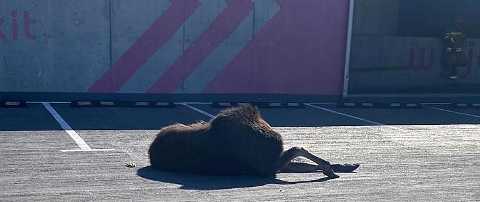 Łoś leżący na płycie parkingu.