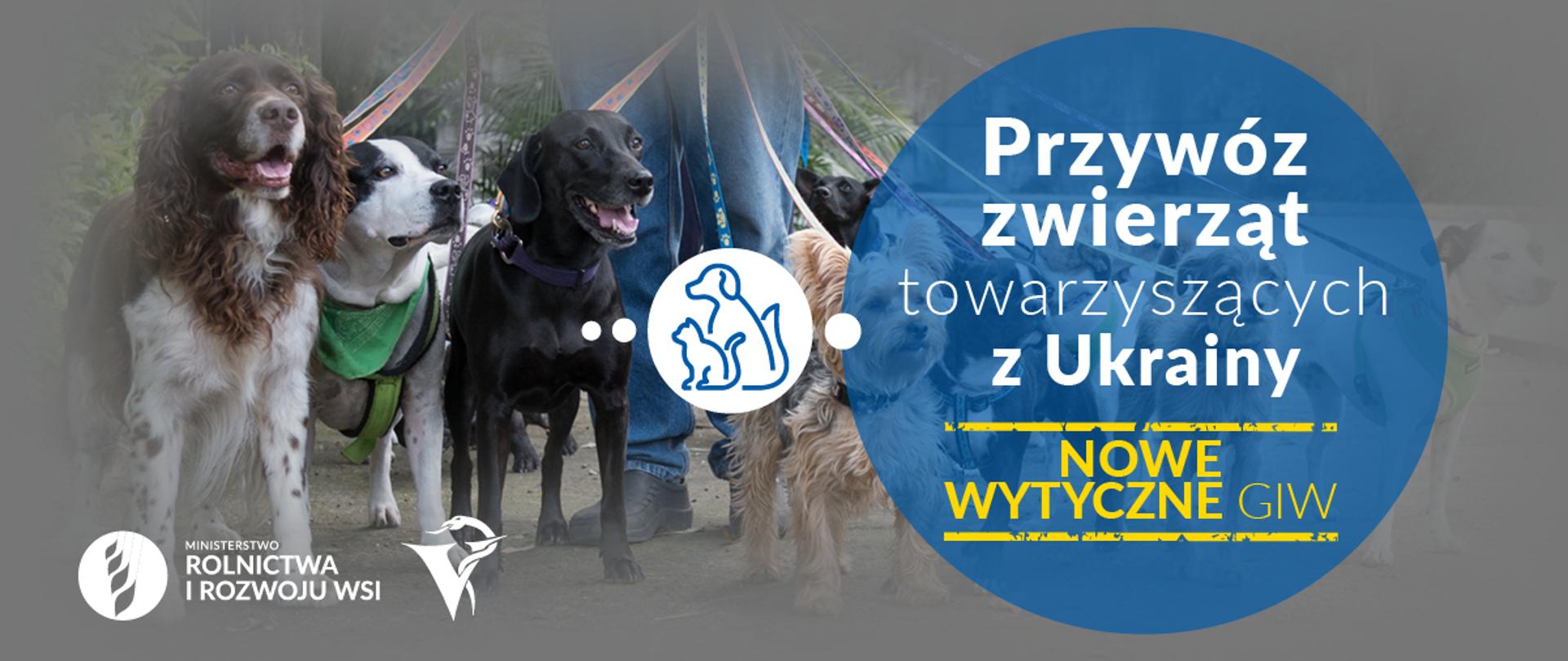 Wytyczne dotyczące przywozu z Ukrainy powyżej 5 psów/kotów/fretek niespełniających wymagań unijnych