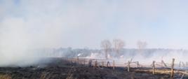 Widoczna duża spalona powierzchnia suchej trawy, spalony uszkodzony plot, w tle zabudowania mieszkalne, unoszący się dym