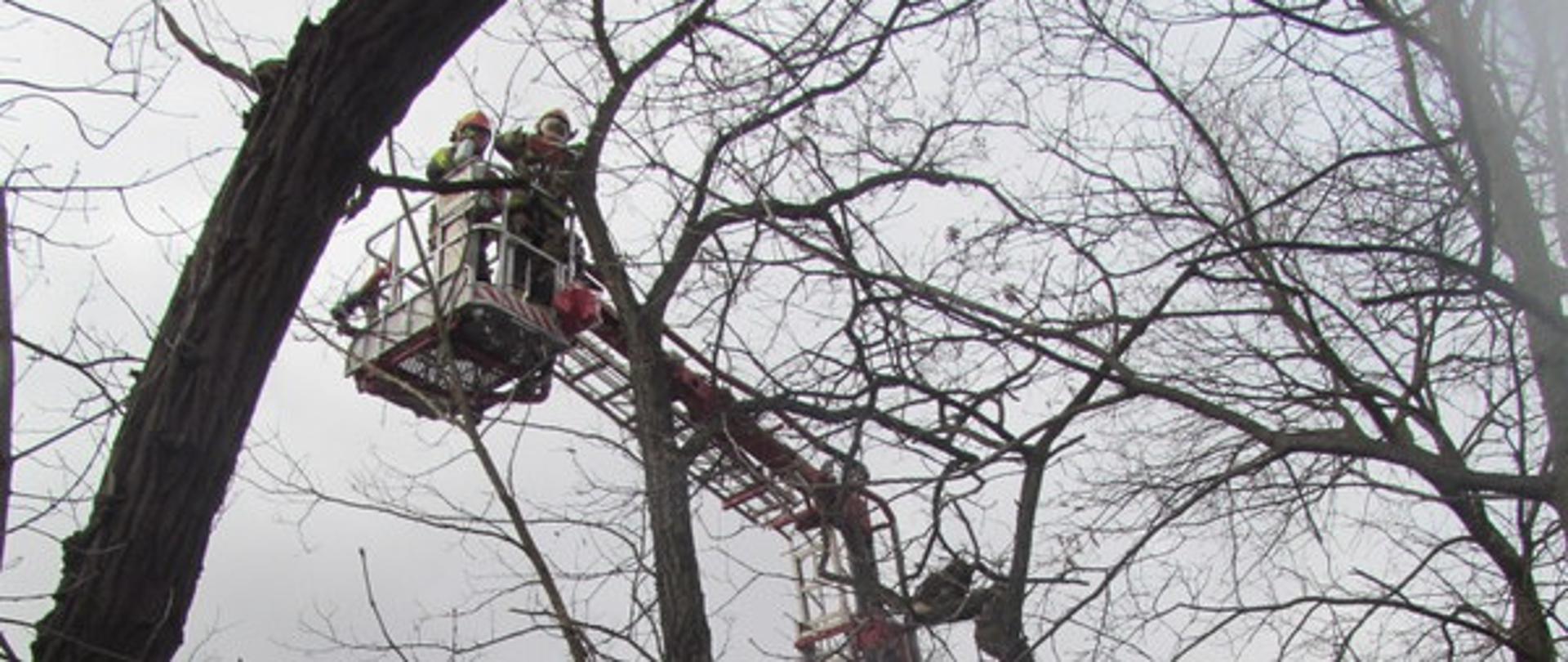 Zdjęcie przedstawia czerwony pojazd pożarniczy drabinę z rozłożonym ramieniem. W na końcu ramienia w zamontowanym koszu znajduje się dwóch strażaków którzy usuwają uszkodzone drzewo. Po lewej stronie widać cześć budynku mieszkalnego, a po prawej stronie budynek gospodarczy pokryty dachówką. Przed budynkami znajduje się ogrodzenie.