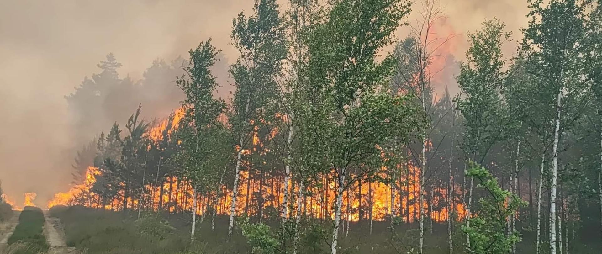 Dzień. Z lewej strony droga gruntowa. Na lewo od niej teren porośnięty wysoką trawą oraz młodymi drzewkami - brzozy. Za młodnikiem widać ogromny pożar oraz duże zadymienie. Z dymu wyłaniają się w głebi zdjęcia wysokie drzewa