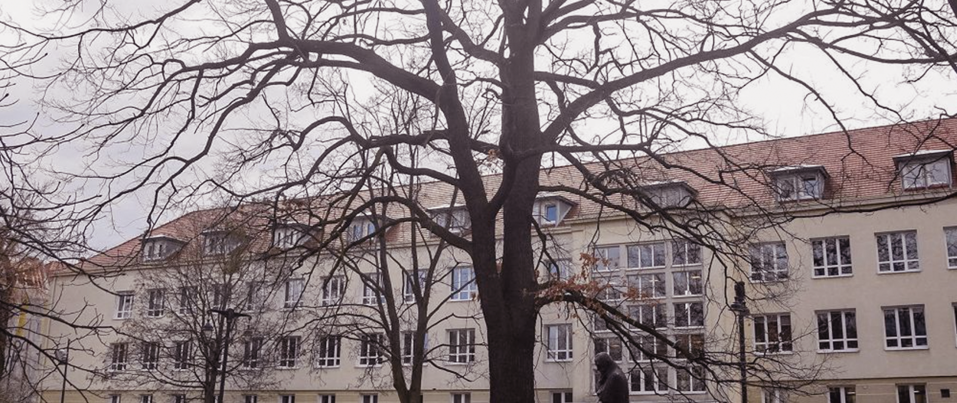 na zdjęciu na pierwszym planie rozłożyste drzewo które zostało pomnikiem przyrody w tle budynek szkoły muzycznej z czerwonym dachem
