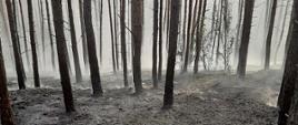 Pożar poszycia leśnego w miejscowości Żabinko
