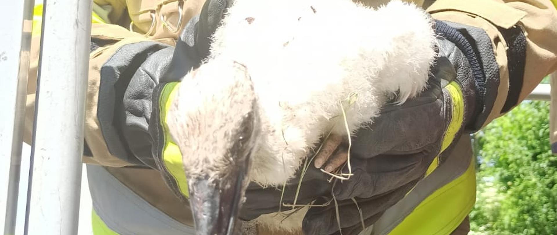 Na zdjęciu strażak w umundurowaniu specjalnym i żółtym hełmie trzyma w rękach pisklę bociana znajdując się w koszu podnośnika hydraulicznego samochodu specjalnego.