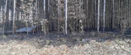 Pożar poszyci w lesie
