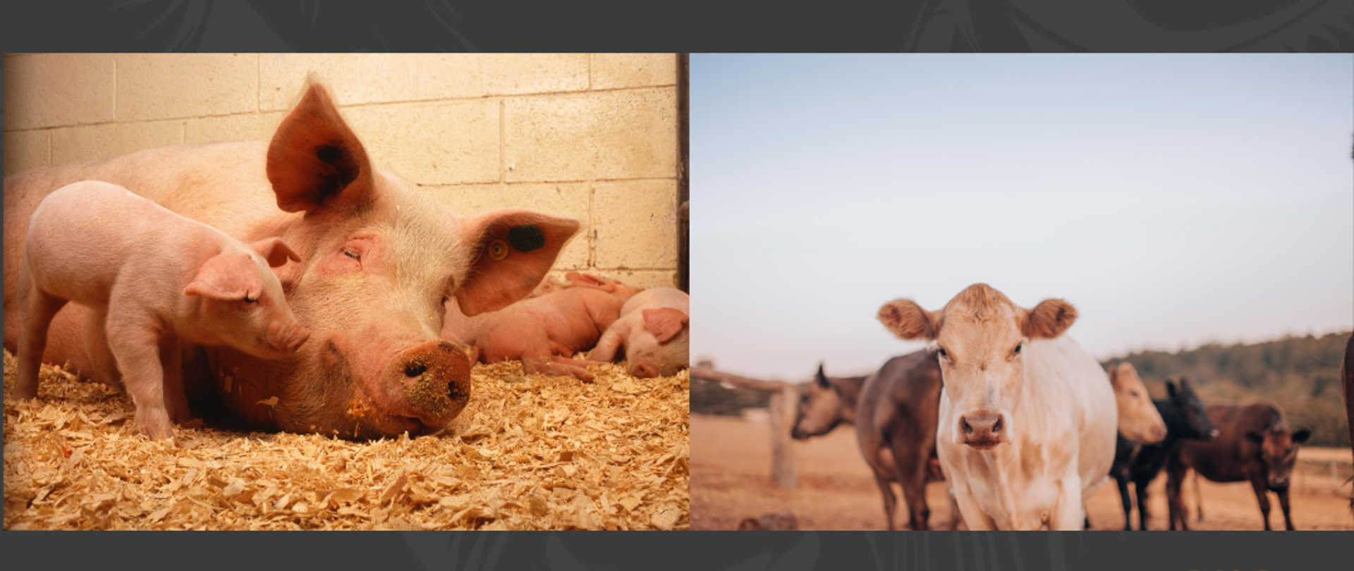 Zdjęcie trzody chlewnej oraz bydła