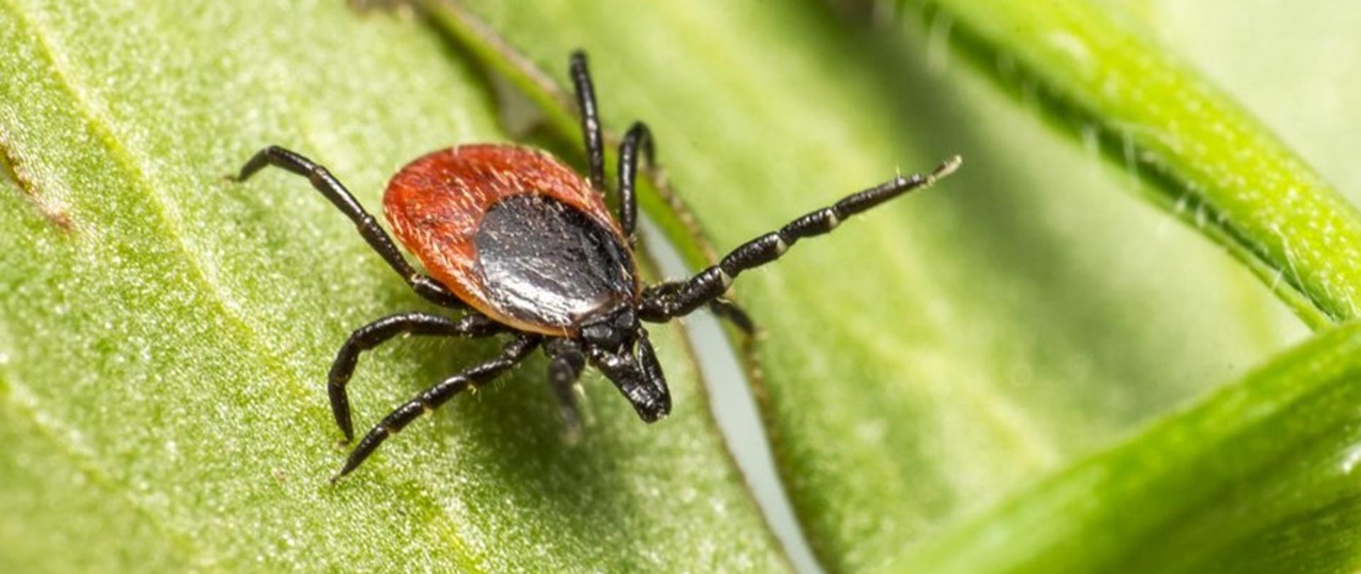 Obraz przedstawia kleszcza na zielonym listku