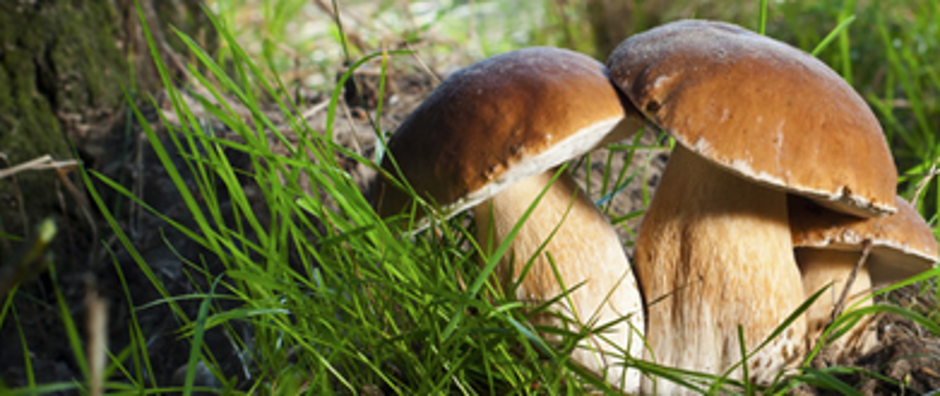 Zdjęcie grzybów w lesie