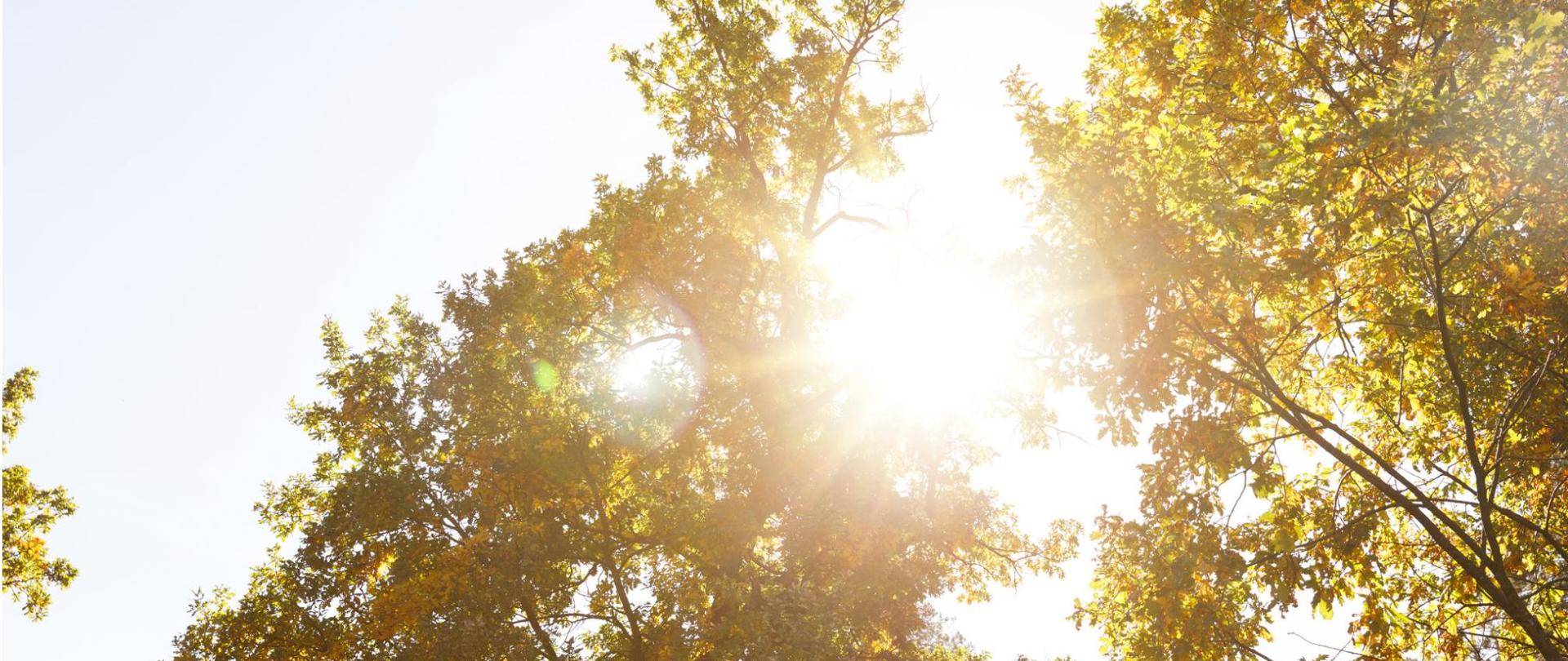 Na zdjęciu znajdują się promienie słońca przebijające się przez korony drzew.
