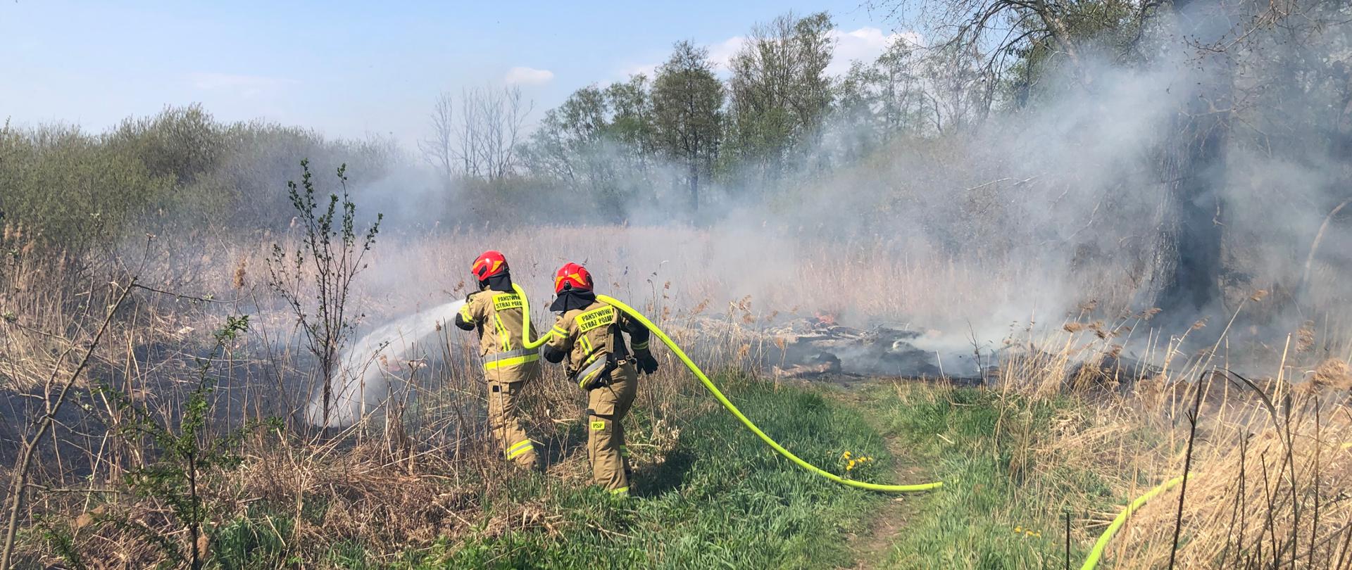Na zdjęciu widnieje dwóch strażaków, którzy gaszą pożar wśród traw. Strażacy ubrani w ubrania specjalne oraz hełmy ciągną za sobą żółty wąż strażacki. Trawa po której idą jest zielona, a miejsce w które leją wodę jest czarne, spalone. 