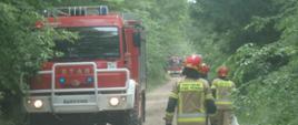 Dwa samochody ratowniczo- gaśnicze stoją na drodze w lesie. Obok samochodów idą strażacy z wężami strażackim tyłem do obiektywu.