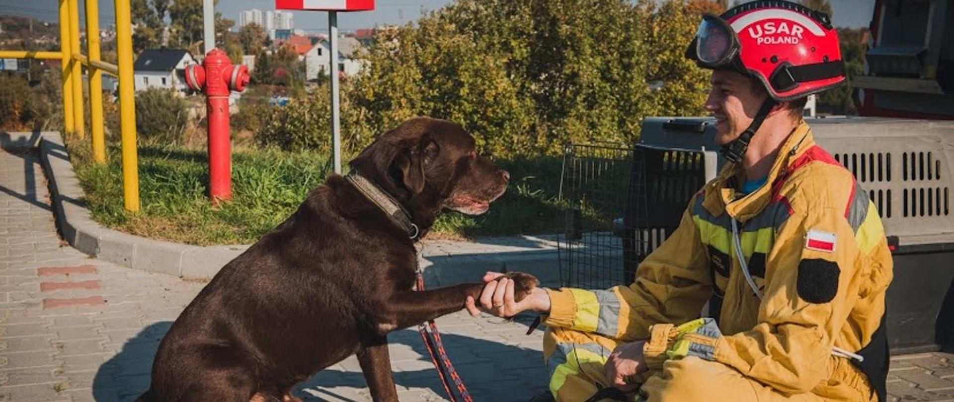 Po lewo pies ratowniczy PSP labrador koloru brązowego podaje łapę strażakowi który siedzi na przeciw niemu