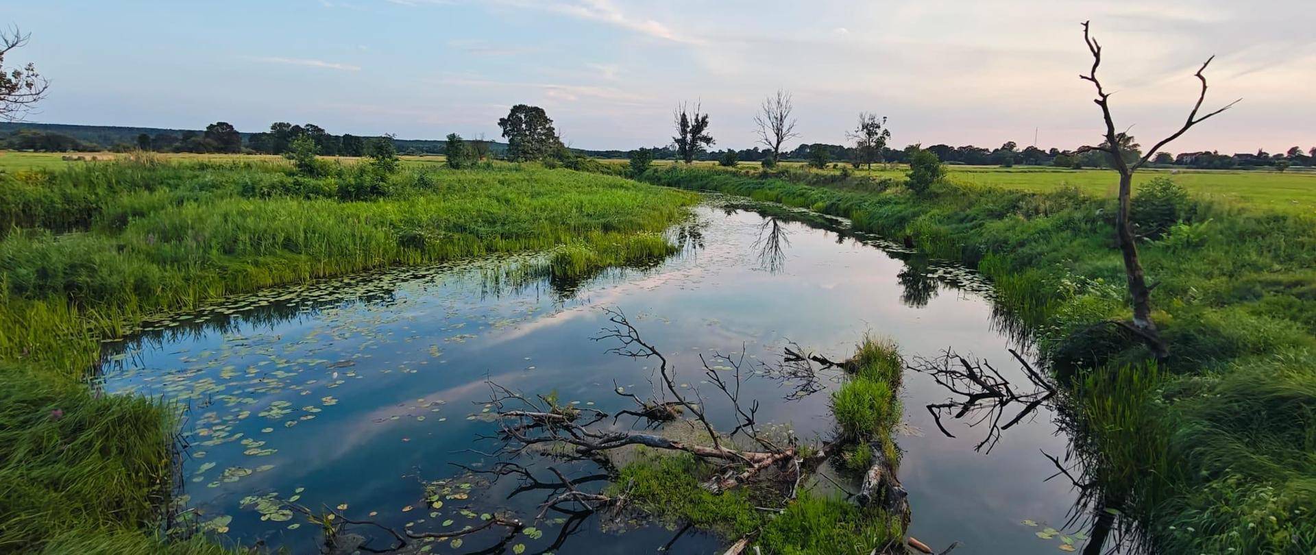 Tereny zielone wokół Krosna Odrzańskiego.